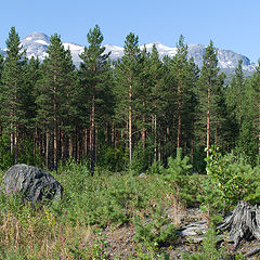 фото "На опушке"