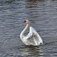 photo "Swan"