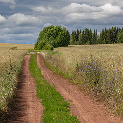 фото "Полевая дорога"