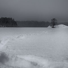 фото "Пришла зима. Ни мух, ни рыб, ни птиц (с)"