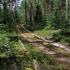 фото "Заповедные тропки, грибные..."