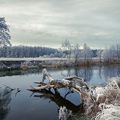 фото "Седина"