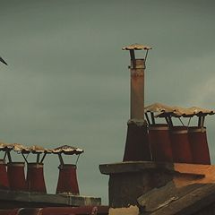 photo "roofs"