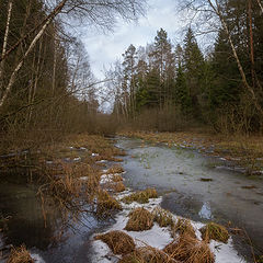 фото "Warm Winter Лесной ручей."