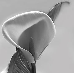 photo "Calla"