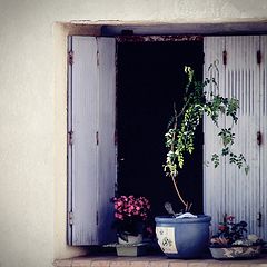 photo "window"