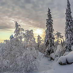 фото "Вечерний свет"