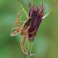 фото "Лабиринтовый паук (лат. Agelena labyrinthica)"