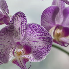 фото "Орхидея"