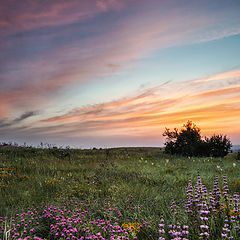 photo "The steppe is blooming"