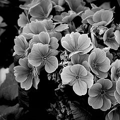 photo "flowers"