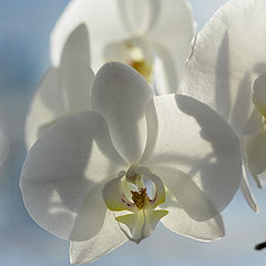 фото "Белая снежная орхидея"