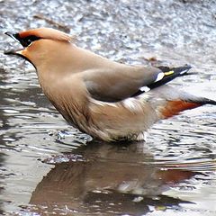 фото "Водные процедуры..."