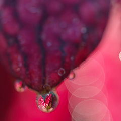 photo "Fritillaria meleagris"