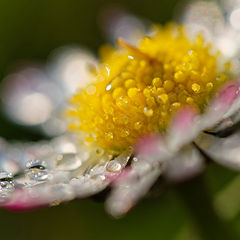 фото "Bellis perennis"