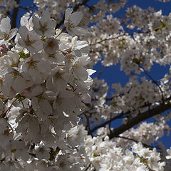 photo "Spring time Copenhagen"