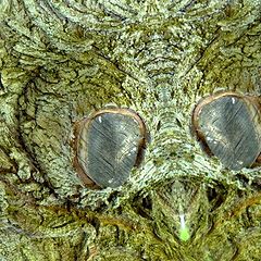 фото "green owl"