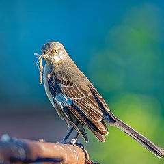 photo "Northern mMockingbird"