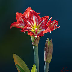 фото "Red and white Lily flower"