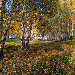 фото "Березовая осень"