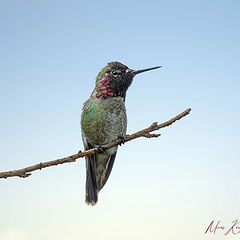 фото "Anna's hummingbird"