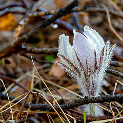 photo "Flower"