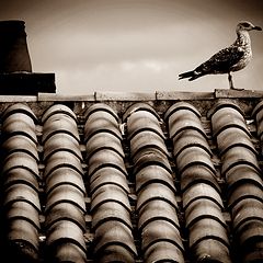 photo "roofs"