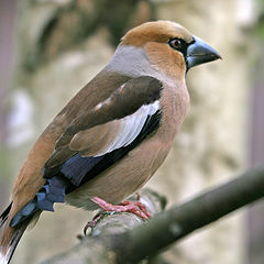 photo "Grosbeak"