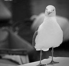 photo "seagull"
