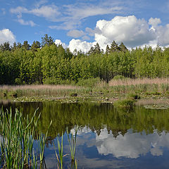 фото "Лесное озеро."