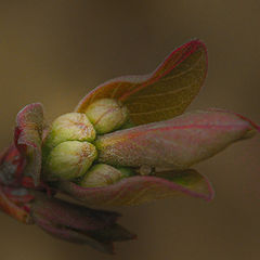 photo "Budding"