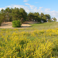 photo "Landscape with a laburnum"