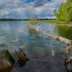 фото "...потерявшие корни.."