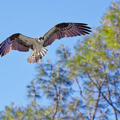 photo "Oasprey"