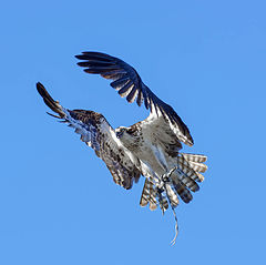 photo "Osprey"