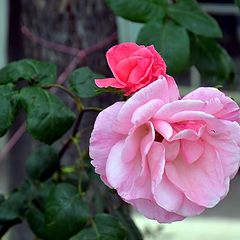 photo "rose's..."