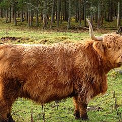 фото "Highland's cow"