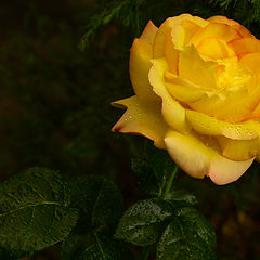 фото "Июньская роза."
