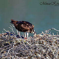 photo "Osprey feeding the baby"