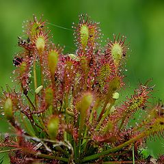 photo "Drosera intermedia"