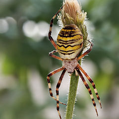 фото "Паук-оса (Argiope bruennichi)"