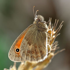 фото "Сенница обыкновенная Coenonympha pamphilus (Linnaeus, 1758)"