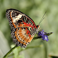 фото "Cethosia cyane"