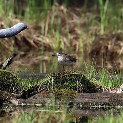 photo "On the swamp"