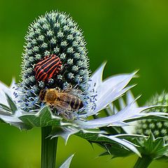 фото "Graphasoma lineatum"