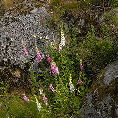 photo "Digitalis"