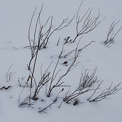 фото "Twigs"