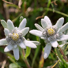 фото "Эдельвейс    (Leontopodium alpinum ...s)"