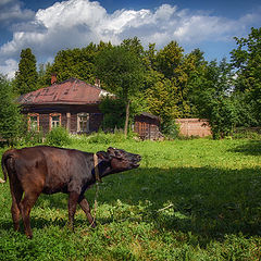 фото "Лето в глубинке"