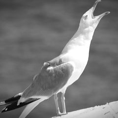 photo "seagull"